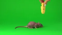 Cat feeds rat king with cheese Stock Photo by ©Iridi 311613576