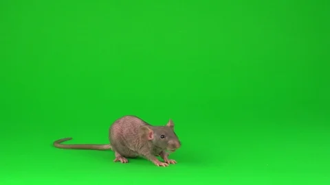 Rat Dumbo Sphinx on green screen background Stock Footage 112780277