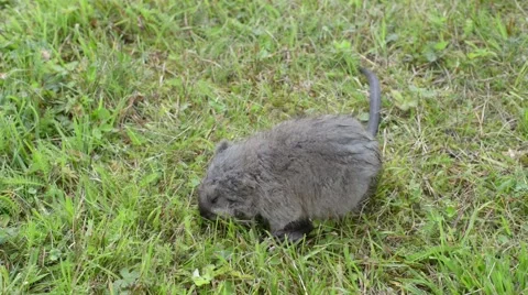 A rat dying on lawn Stock Footage 55724771