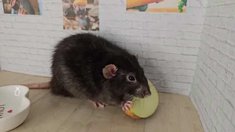 Rat eating apple Vídeos de archivo 301999899