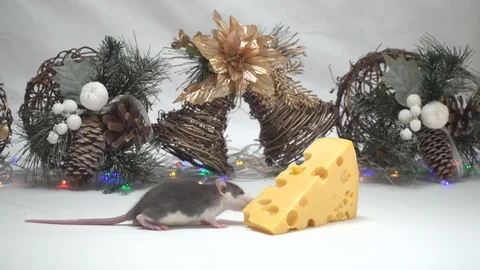 The rat is eating cheese. Stock Footage 121146696