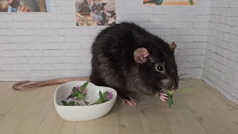 Rat eating clover Vídeos de archivo 301998546