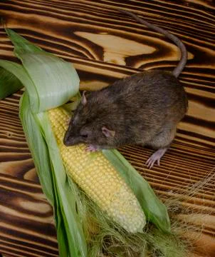 Rat eating corn. Stock Photos