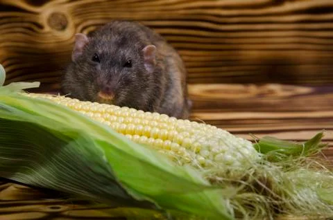 Rat eating corn. Stock Photos