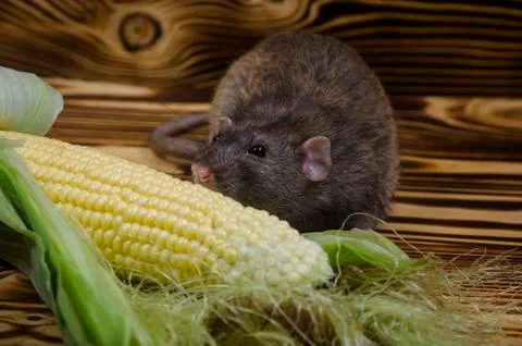 Rat eating corn. Foto stock