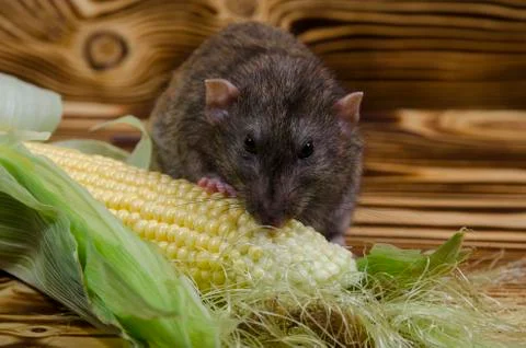 Rat eating corn. Stock Photos