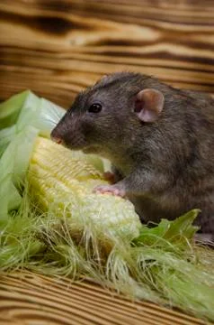 Rat eating corn. Stock Photos