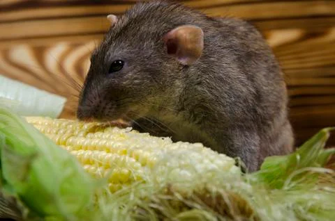 Rat eating corn. Stock Photos
