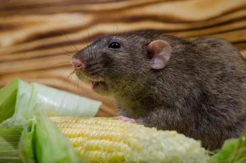 Rat eating corn. Stock Photos