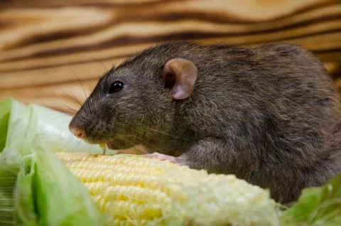 Rat eating corn. Stock Photos