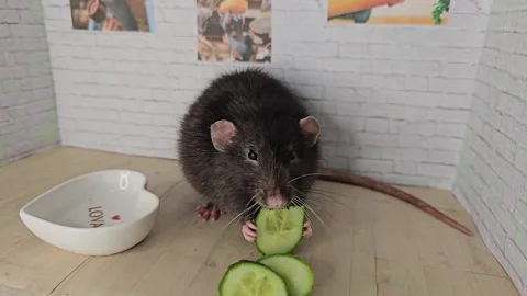 Rat eating a cucumber Vídeos de archivo 302000642