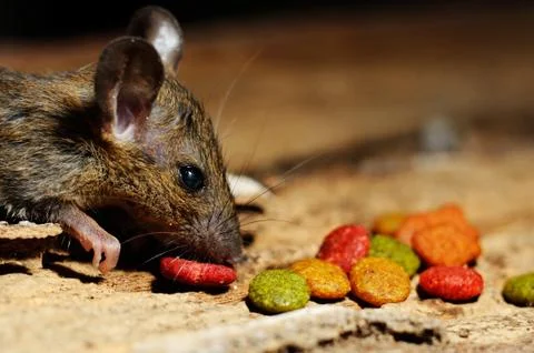 Rat eating feed Stock Photos
