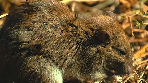 Rat eating with a fly on it's back close up nature footage 4K	 Stock Footage 253433155
