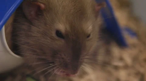 Rat eating Stock Footage 46962651