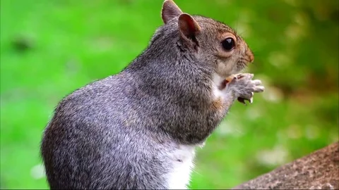 Rat eating  스톡 동영상 79455651