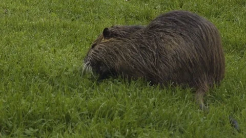 Rat eating grass close up Vídeos de archivo 104865656