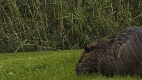 Rat eating grass Vídeos de archivo 104865667