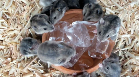 Rat eating ice Stock Footage 36492561