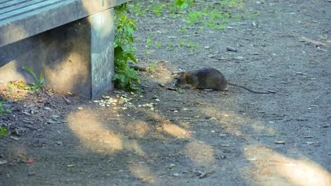Rat eating at a park bench Stock Footage 311032158