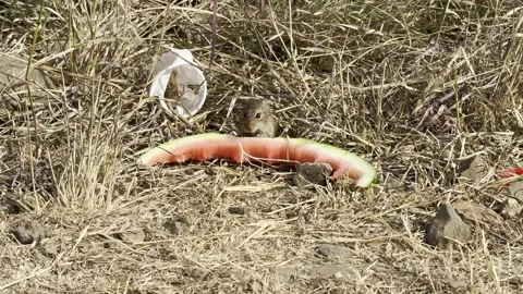 A rat eating a watermelon in the wild Stock Footage 314290386