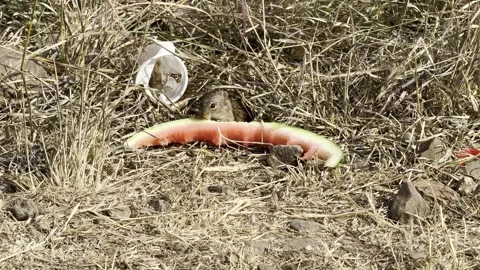 A rat eating a watermelon in the wild Stock Footage 314290927