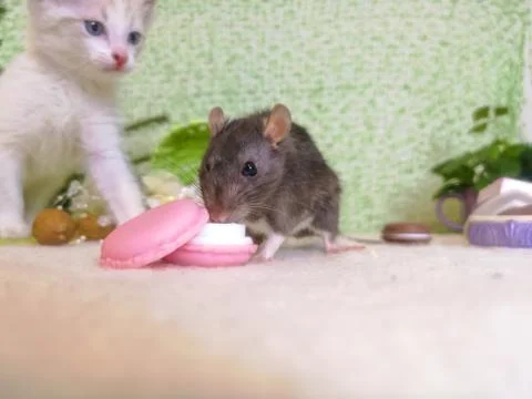 The rat eats at the background of the cat. Stock Photos