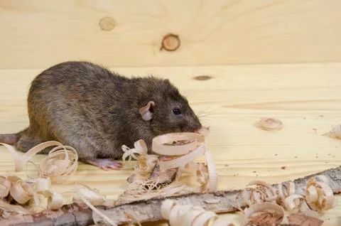 Rat eats birch bark. Stock Photos