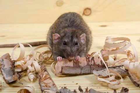 Rat eats birch bark. Stock Photos