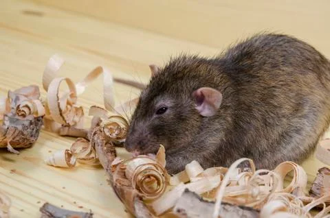Rat eats birch bark. Stock Photos