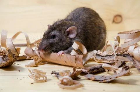 Rat eats birch bark. Stock Photos