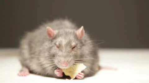 Rat, eats bread Video stock 22232912