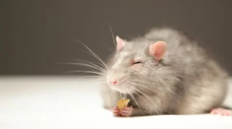 Rat, eats bread Stock Footage 22233061