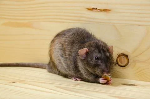 Rat eats a bread rusk. Stock Photos