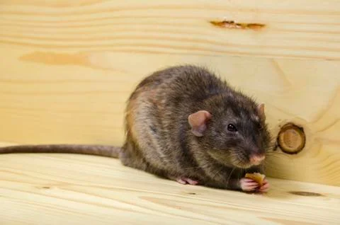 Rat eats a bread rusk. Stock Photos
