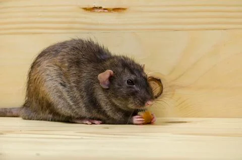 Rat eats a bread rusk. Stock Photos