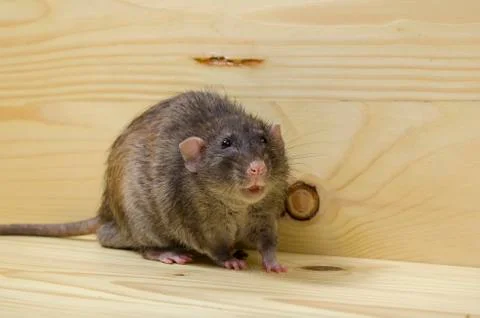 Rat eats a bread rusk. Stock Photos
