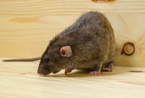 Rat eats a bread rusk. Stock Photos