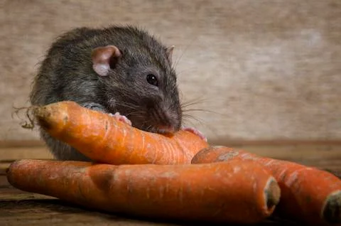Rat eats a carrot. Stock Photos