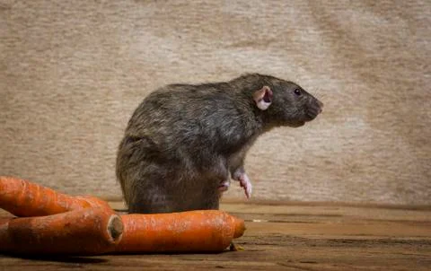 Rat eats a carrot. Stock Photos