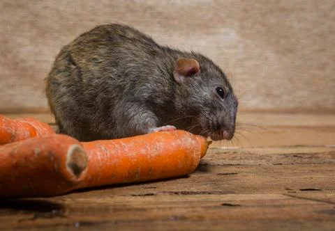 Rat eats a carrot. Stock Photos