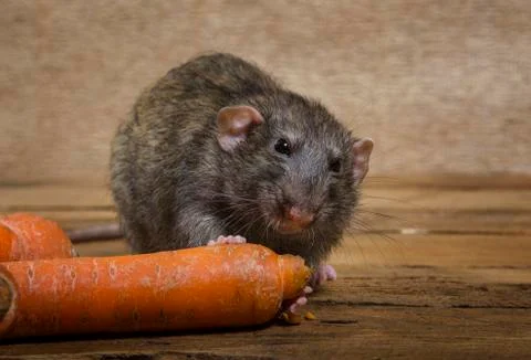 Rat eats a carrot. Stock Photos