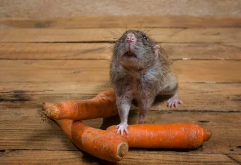 Rat eats a carrot. Foto stock