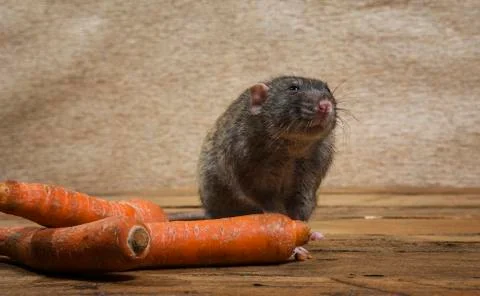 Rat eats a carrot. Stock Photos