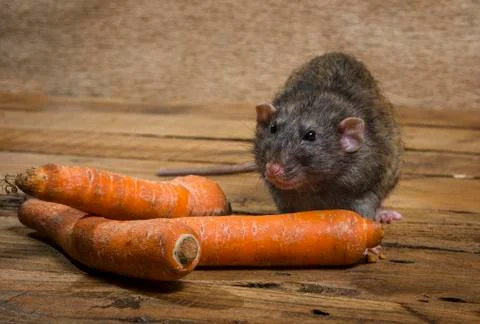 Rat eats a carrot. Stock Photos
