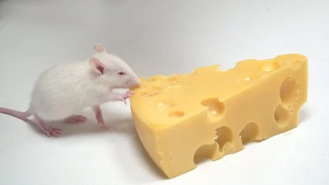 Rat eats cheese. Stock Footage 121146577