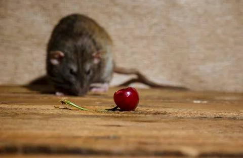 The rat eats cherries. Stock Photos