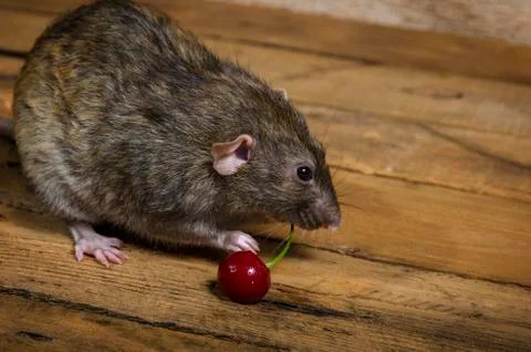 The rat eats cherries. Stock Photos