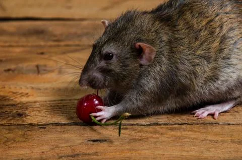 The rat eats cherries. Stock Photos