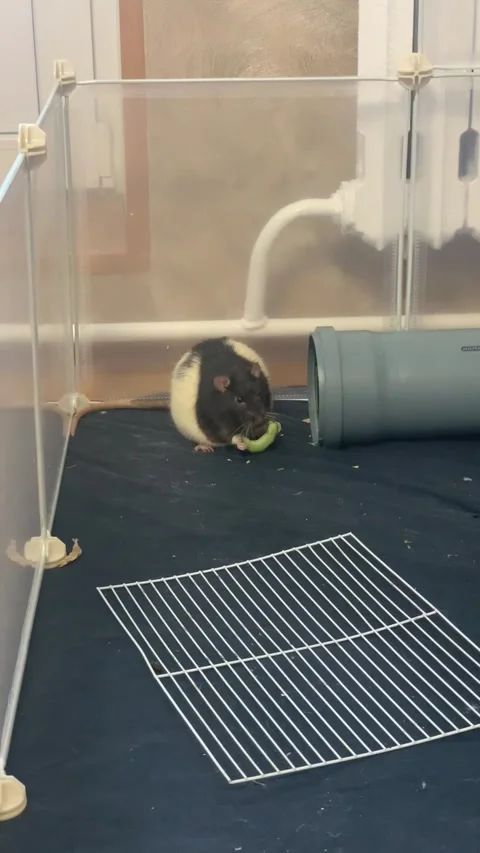 Rat eats the cucumber Stock Footage 224745986