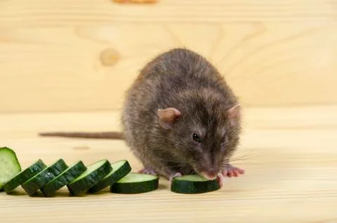 Rat eats a cucumber. Stock Photos